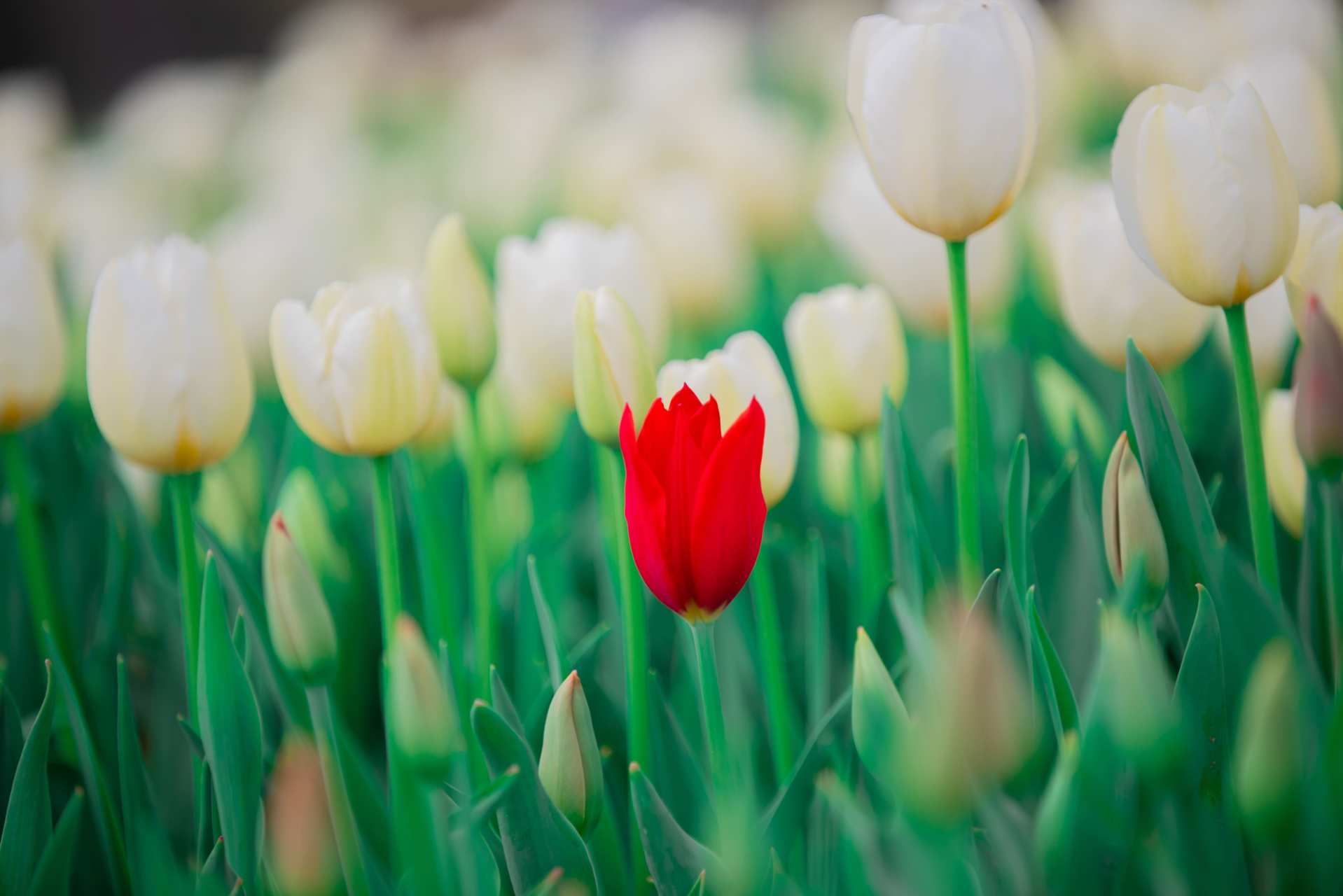 Букет эмоций: лучшие мировые практики для развития рынка цветов России