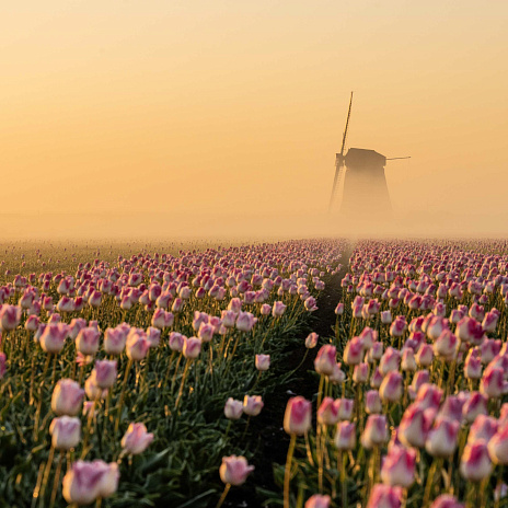 Прилети лепесток: 80% цветов в РФ поставляются из-за рубежа, несмотря на пошлины